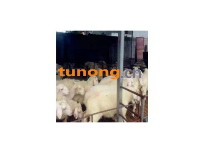 2020黑山羊羊苗价格报价一只专业养殖批发现货图1