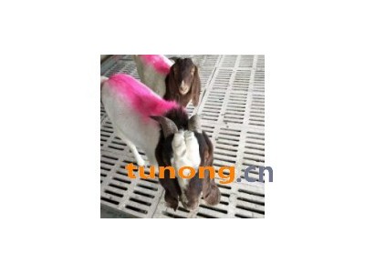 30斤到40斤小羊多少钱一斤图1