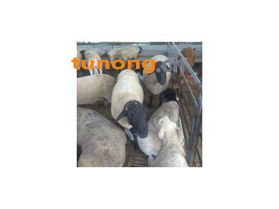 黑山羊市场价格山羊苗多少钱一头黑山羊养殖羊苗批发市场图1