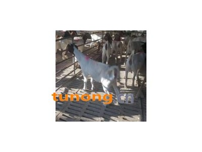 活山羊价格今日羊价格表 活山羊交易市场价格图1