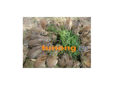 新西兰白兔一只价格如何养殖图1