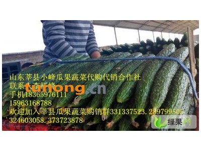 供应莘县密刺黄瓜图1