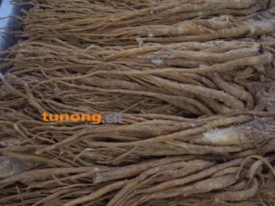 供应当归提取物图1