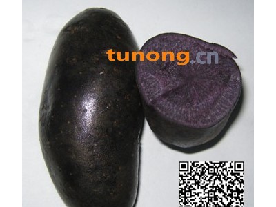 供应黑金刚土豆图1