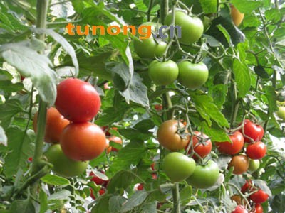 供应以色列耐克009（高抗TY病毒大红）—番茄种子图1