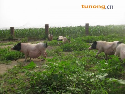 供应巴马香猪商品肉猪图1