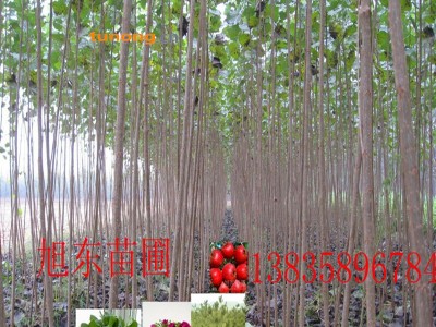 供应107速生杨树苗图1