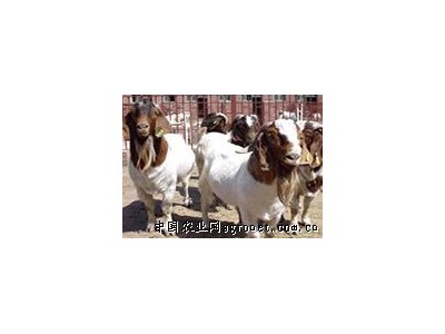 供应波尔山羊，小尾寒羊等图1