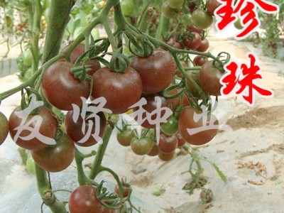 供应黑珍珠-番茄种子图1