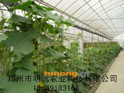 供应蔬菜大棚图1