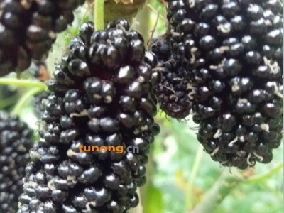 供应桑葚树品种云桑二号图1