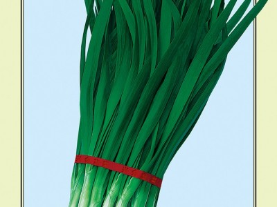 供应平韭六号——韭菜种子图1