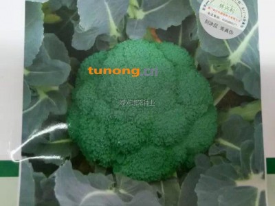 供应西兰花种子图1