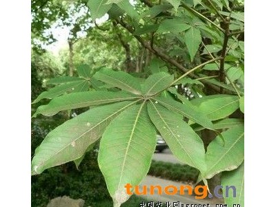 供应娑罗树种子图1