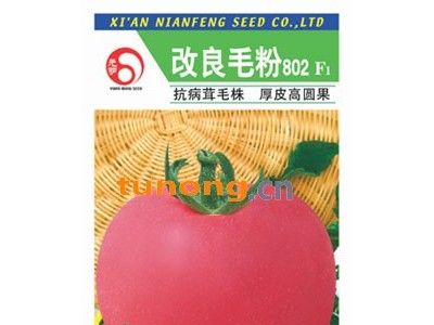 改良毛粉802—番茄种子图1