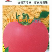 改良毛粉802—番茄种子