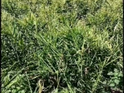 小黄姜生姜，大姜，火姜广东粤北地区农户种植自产自销图1