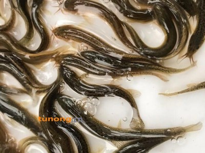 台湾一号泥鳅鱼苗供应 高成活泥鳅鱼幼苗批发 淡水大鳞副鳅鱼苗养殖图1