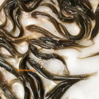 台湾一号泥鳅<span class=