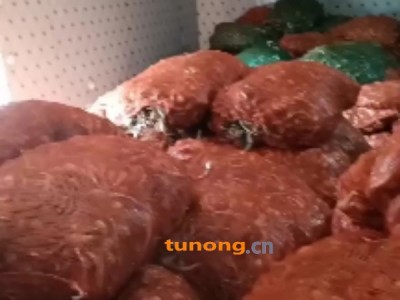 自种藠头几百亩，藠头产地一手货源图1