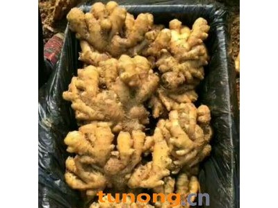 山东生姜价格 山东大姜产地批发价格图1