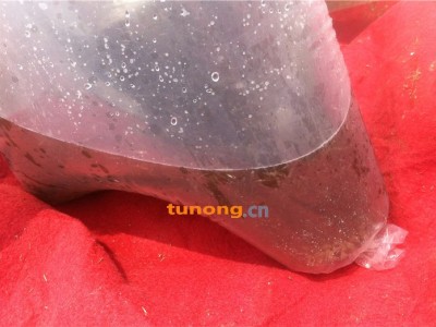 供应鲫鱼鱼种等优质抗病鱼种图1