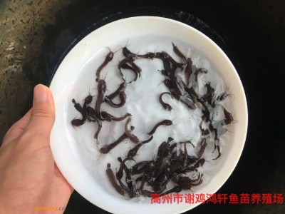 湖南益阳黄辣丁鱼苗湖南长沙本地胡子鲶鱼苗本地塘鲺鱼苗批发图1