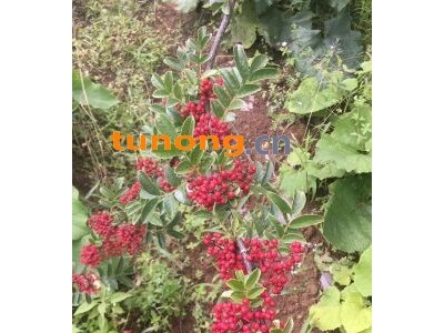 上好花椒产地直发图1