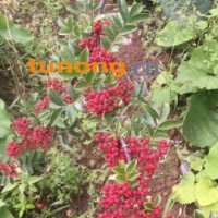 上好花椒产地直发