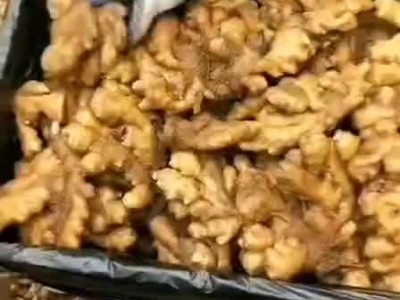 18754958188大黄姜小黄姜姜母姜种全国发货图1