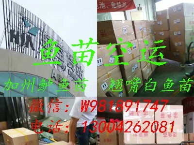 【鲫鱼】345  567  8两到1斤  放钓鱼场 路亚品种 放垂钓基地 18757268157图1