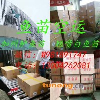 【鲫鱼】345  567  8两到1斤  放钓鱼场 路亚品种 放垂钓基地 18757268157