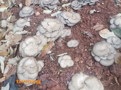 地栽玉米芯生料平菇，仿野生种植图1