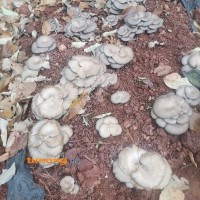 地栽玉米芯生料平菇，仿野生种植