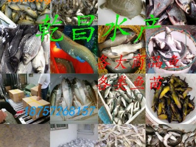 【路亚翘嘴】一斤三四条  一斤15-20条 不同规格都有 18757268157图1