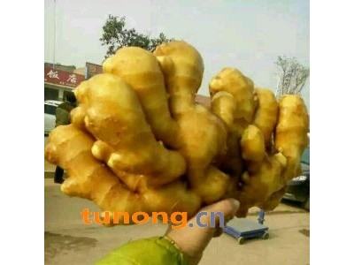 山东生姜产地批发价格15266679888图1