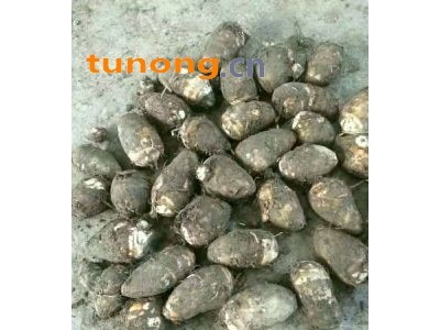 山东省芋头产地批发价格 毛芋头产地价格图1