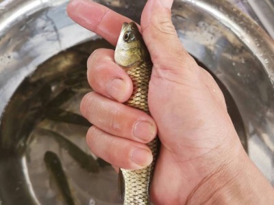 少病害养殖脆肉草鱼 淡水草鱼鱼苗批发出售 广东草鲩鱼苗种供应厂家图1