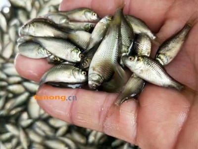 良种鲫鱼水花大量供应 健康无病鲫鱼规格苗出售 广东淡水鲫鱼鱼苗批发繁殖场图1