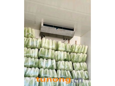 山东大白菜，肥城北京三号大白菜图1