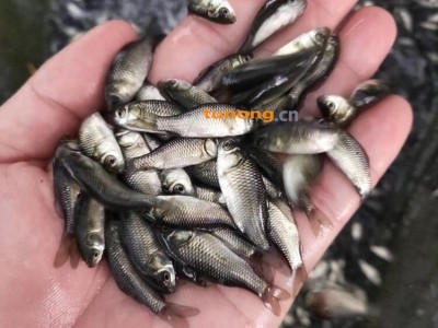 东北耐寒鲫鱼苗种批发出售 广东鲫鱼苗市场报价 豪情鲫鱼苗 体质健壮 活力好图1