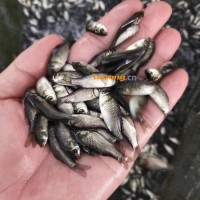 东北耐寒鲫<span class=