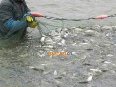 养殖场批发草鱼苗 草鱼 各种鱼苗和垂钓用成品鱼 皮毛好 包成活 包送到图1