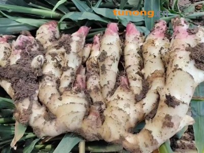 优质生姜大量现货，全国发货质量保证图1