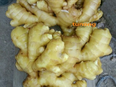 山东生姜13791578949山东小姜，大黄姜价格图1