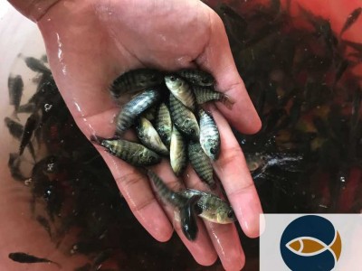 罗非鱼苗批发价格杂交罗非鱼苗出售非洲鲫鱼苗批发价格图1