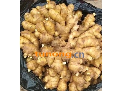 山东精品窖藏生姜辣味足块头大坏烂包赔质量保证图1