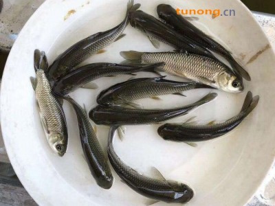 鲜活草鱼苗批发养殖 本土鲩仔苗种供应基地 抗病毒草鱼苗出售价格 货运全国图1