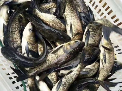 养殖场批发花鲢  花鲢苗  各种鱼苗和垂钓用成品鱼 皮毛好 包成活 包送到图1