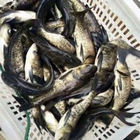 养殖场批发花鲢  花鲢苗  各种<span class=